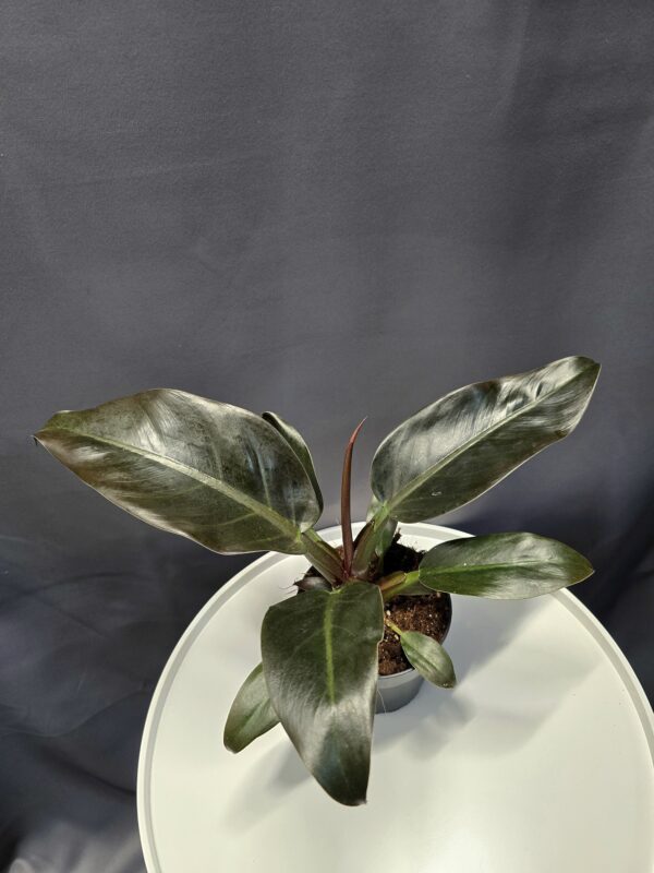 Philodendron 'Imperial Red' ↑30cm ⊘12cm