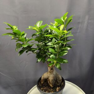 Ficus Ginseng ↑50cm ⊘16cm