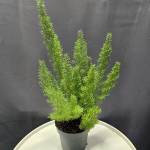 Rókafarok Aszparágusz ↑35cm ⊘12cm