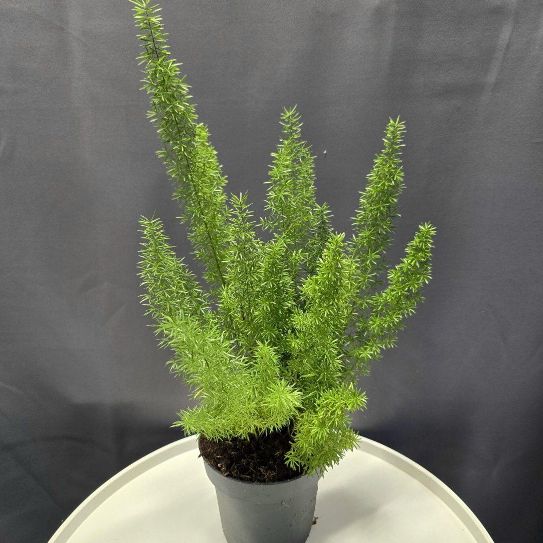 Asparagus Meyeri - Rókafarok Aszparágusz ↑35cm ⊘12cm