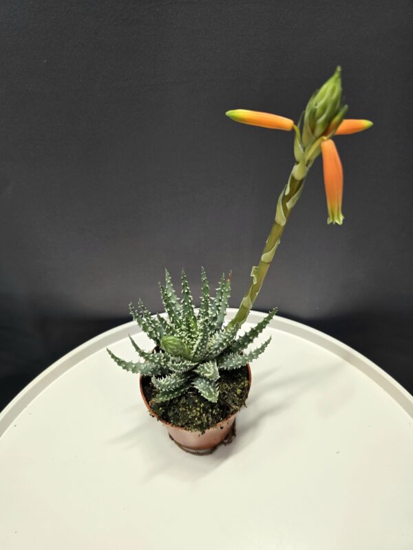 Törpe Aloe - Aloe Humilis ↑15cm ⊘8cm