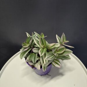 Tradescantia Albiflora Nanouk ↑15cm ⊘12cm