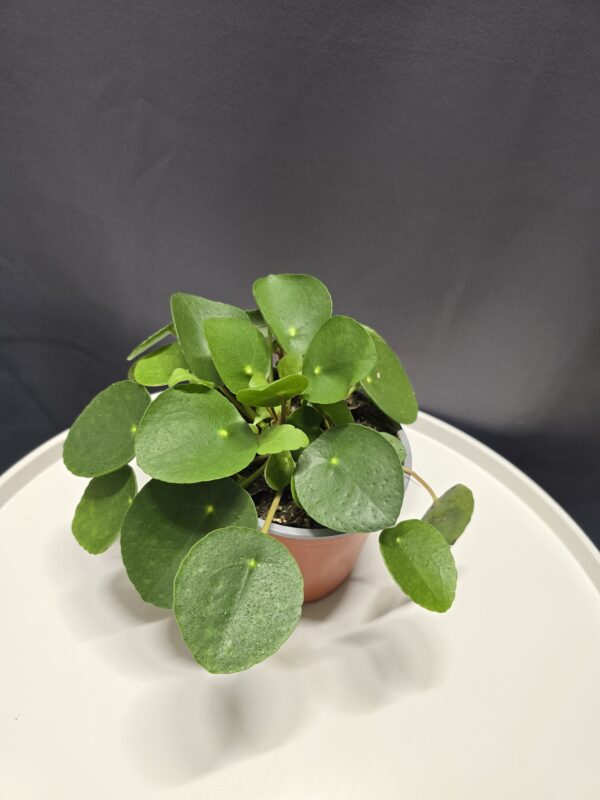 Pilea Peperomioides - Pénzelevlű Pilea ↑20cm ⊘12cm