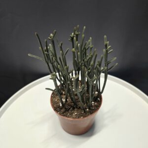 Crassula Muscosa ↑20cm ⊘12cm