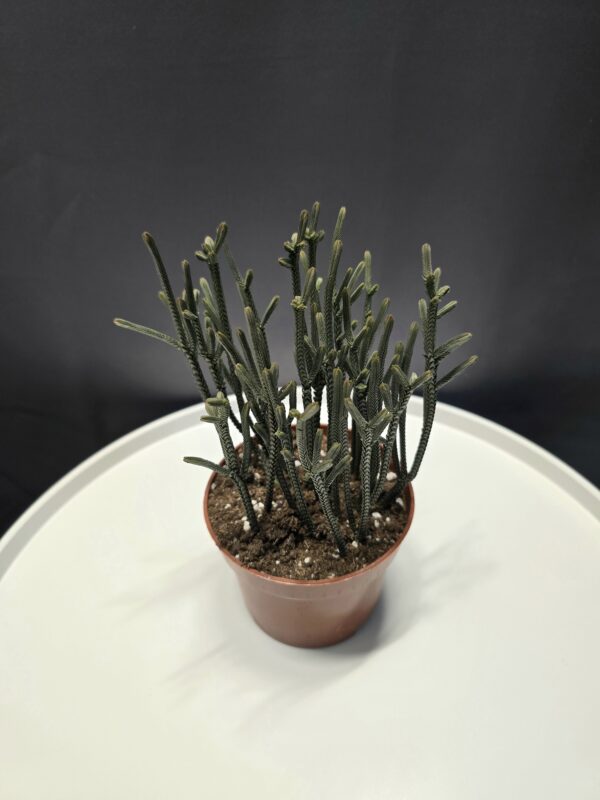 Crassula Muscosa ↑20cm ⊘12cm