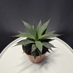 Agave Shaka Zulu ↑15cm ⊘12cm