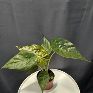 Alocasia Wentii ↑40cm ⊘12cm