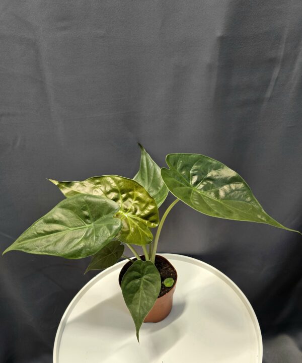 Alocasia Wentii ↑40cm ⊘12cm