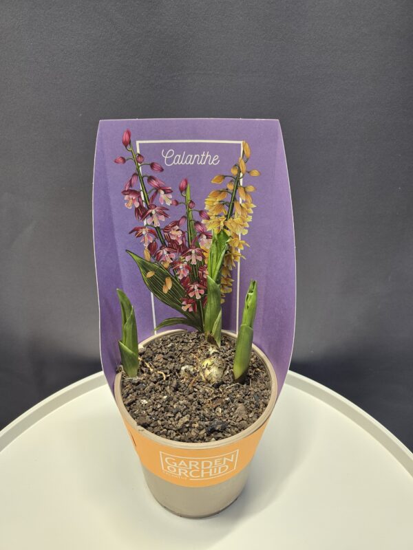 Évelő kerti orchidea - Calathe ⊘12cm