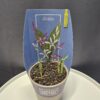 Évelő kerti orchidea - Bletilla  ⊘12cm - Image 2