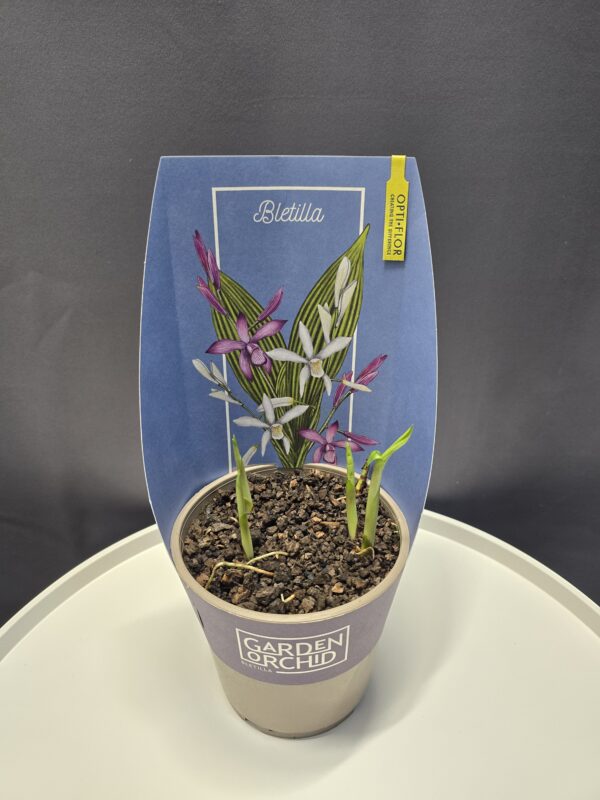 Évelő kerti orchidea - Bletilla  ⊘12cm - Image 2