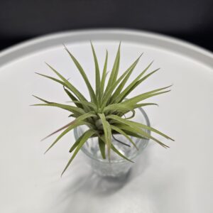 Tillandsia 4.