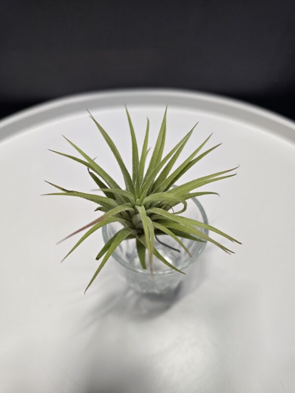 Tillandsia 4.