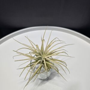 Tillandsia 1.