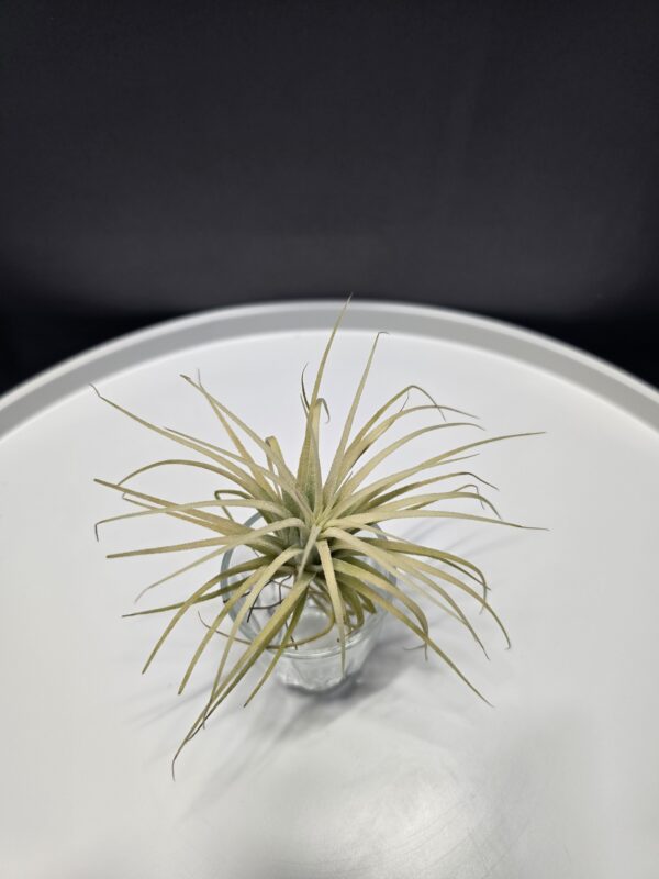 Tillandsia 1.