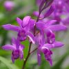 Évelő kerti orchidea - Bletilla  ⊘12cm