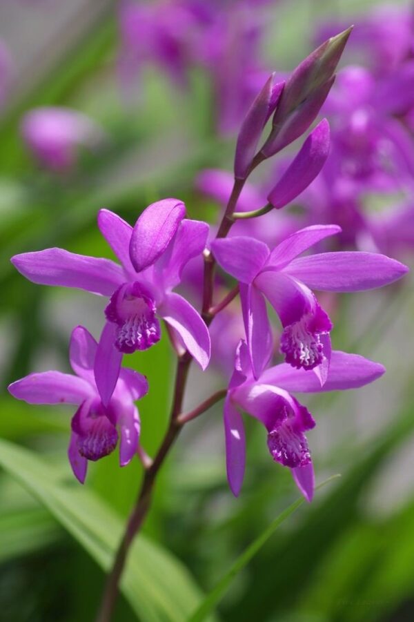 Évelő kerti orchidea - Bletilla  ⊘12cm