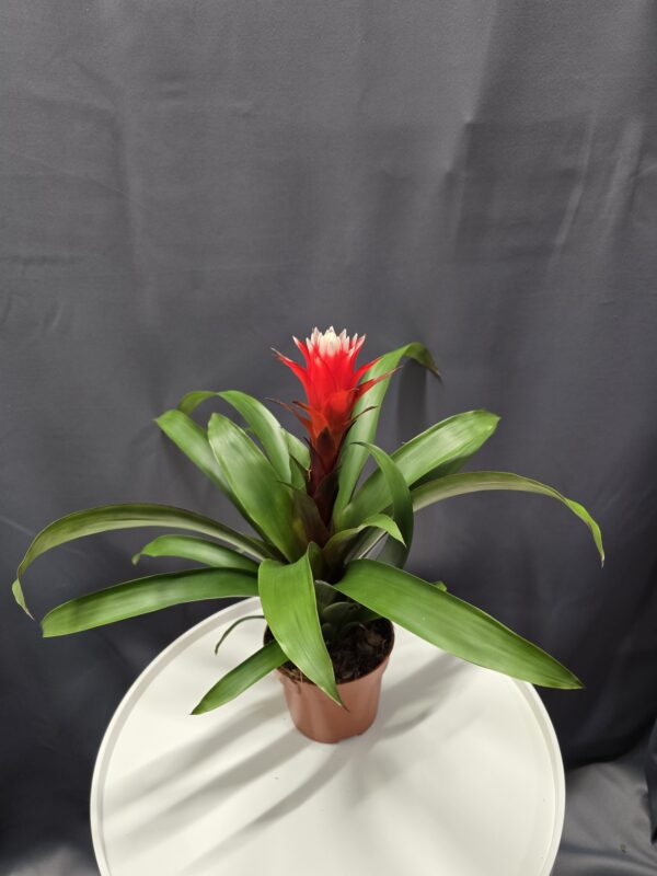 Guzmania 'Hope' - Bromélia ↑40cm ⊘12cm