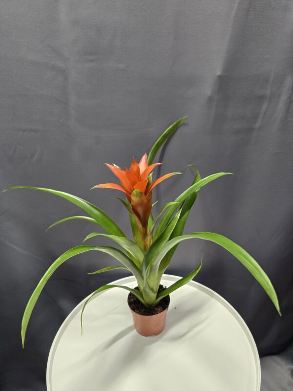 Guzmán bromélia - Guzmania Lingulata Ostara ↑30cm ⊘9cm