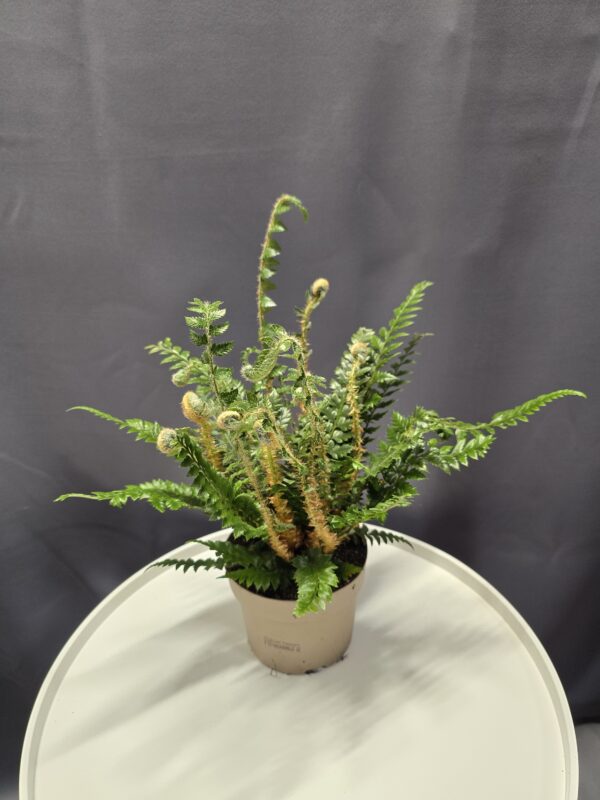 Polystichum aculeatum – Karéjos vesepáfrány ↑15cm ⊘12cm
