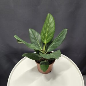 Ficus Audrey ↑40cm ⊘12cm