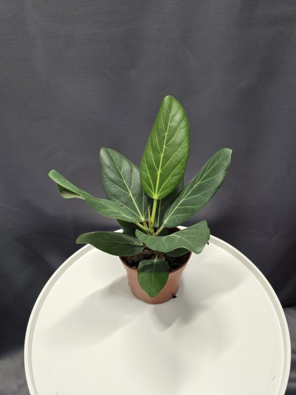Ficus Audrey ↑40cm ⊘12cm