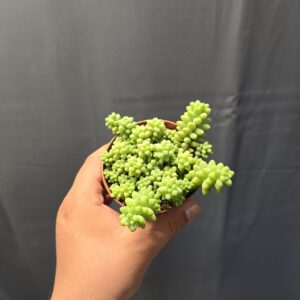 Sedum Burrito - Csüngő varjúháj ↑10cm ⊘8cm