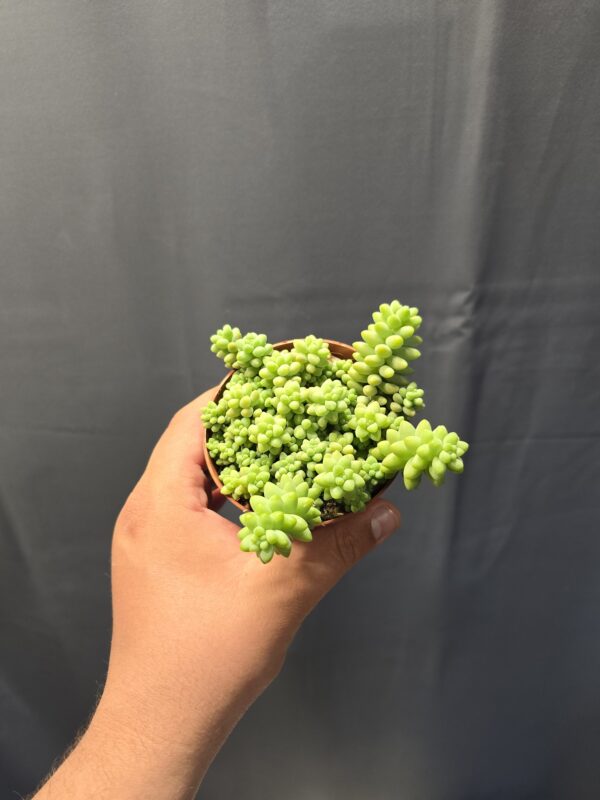 Sedum Burrito - Csüngő varjúháj ↑10cm ⊘8cm