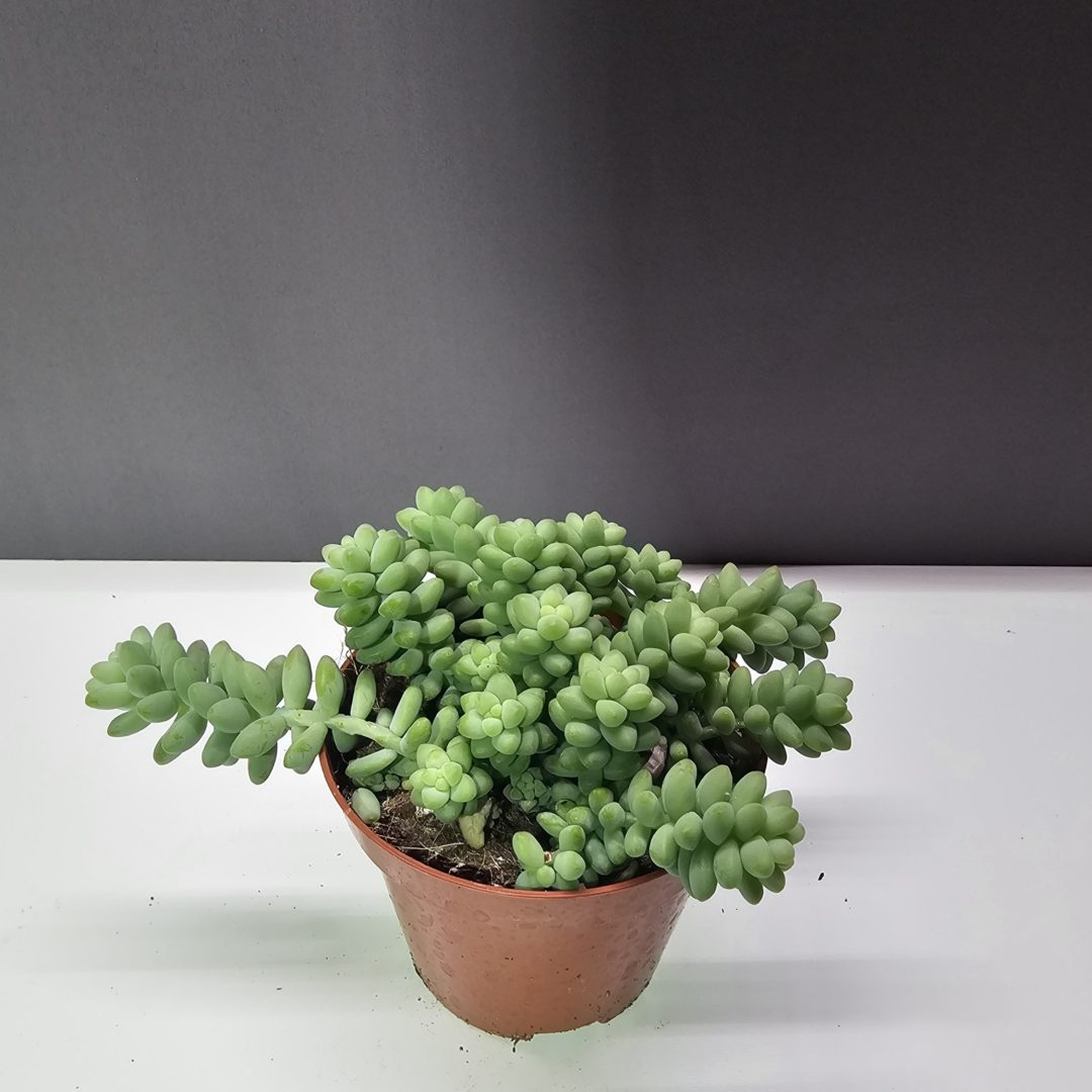 Sedum Burrito - Csüngő varjúháj ↑10cm ⊘8cm
