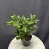 Rhododendron 'Scyphocalix' ↑30cm ⊘13cm - Image 2