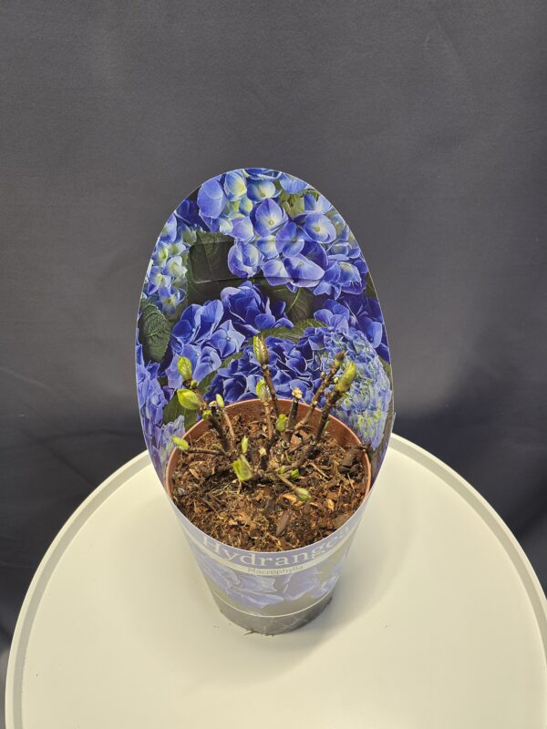 Kék kerti hortenzia  - Hydrangea macrophylla ↑25cm ⊘14cm
