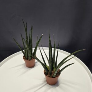 Sansevieria Fernwood Mikado ↑15cm ⊘9cm