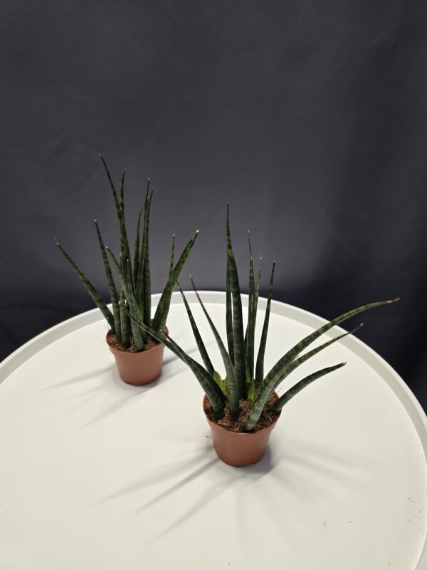 Sansevieria Fernwood Mikado ↑15cm ⊘9cm