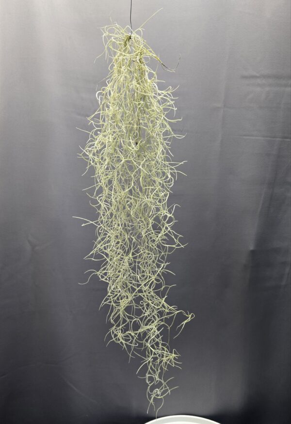 Zúzmószerű szakállbromélia - Tillandsia usneoides ↑50cm