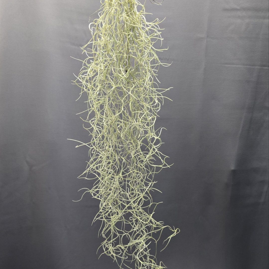 Zúzmószerű szakállbromélia - Tillandsia usneoides ↑50cm