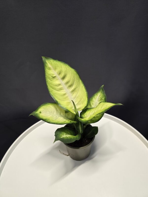 Dieffenbachia mini  ⊘9cm