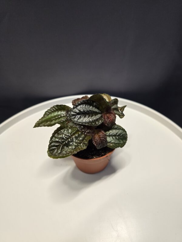 Pilea Spriceana mini ⊘9cm