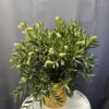 Kefevirág - Callistemon citrinus splendens  ↑50cm ⊘19cm