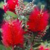Kefevirág - Callistemon citrinus splendens  ↑50cm ⊘19cm - Image 2