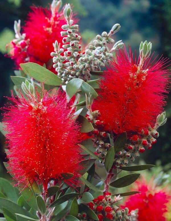 Kefevirág - Callistemon citrinus splendens  ↑50cm ⊘19cm - Image 2