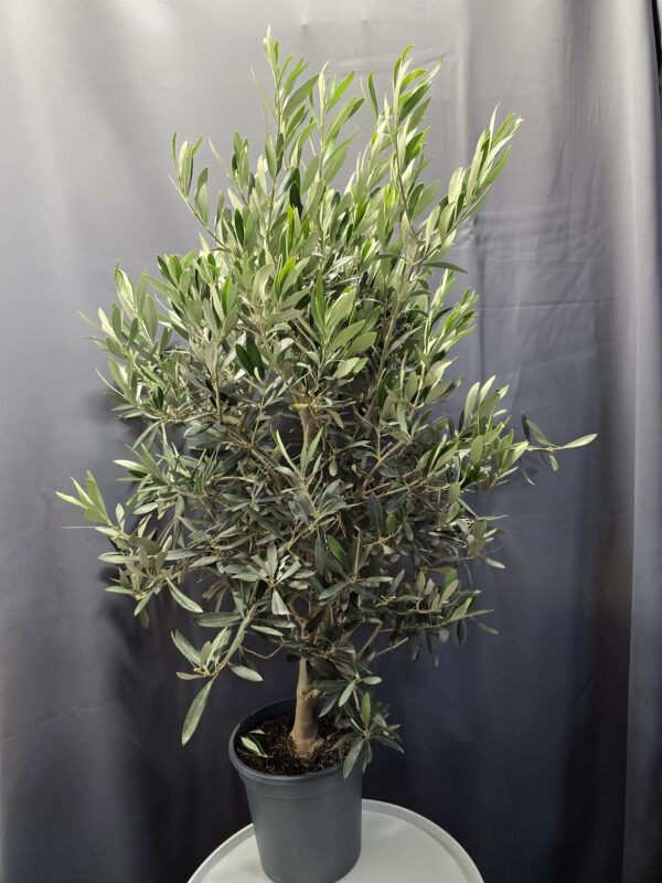 Olea Europaea - Olajfa ↑100cm ⊘24cm