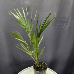 Chamaerops humilis - Törpe lószőrpálma ↑40-50cm ⊘12cm