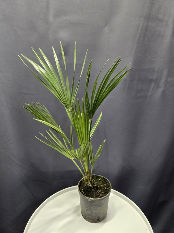 Chamaerops humilis - Törpe lószőrpálma ↑40-50cm ⊘12cm