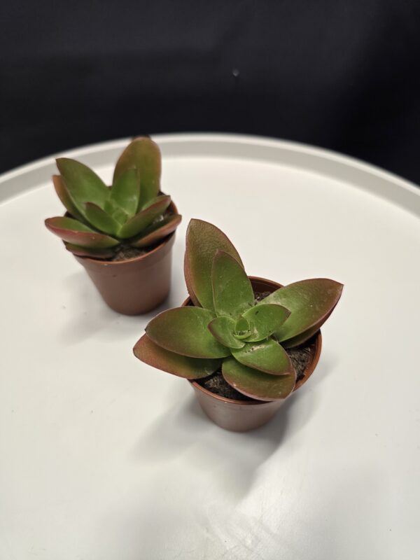 Crassula Capitella Campfire