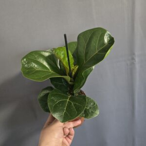 Ficus Lyrata - Lantlevelű fikusz ↑35cm ⊘12cm