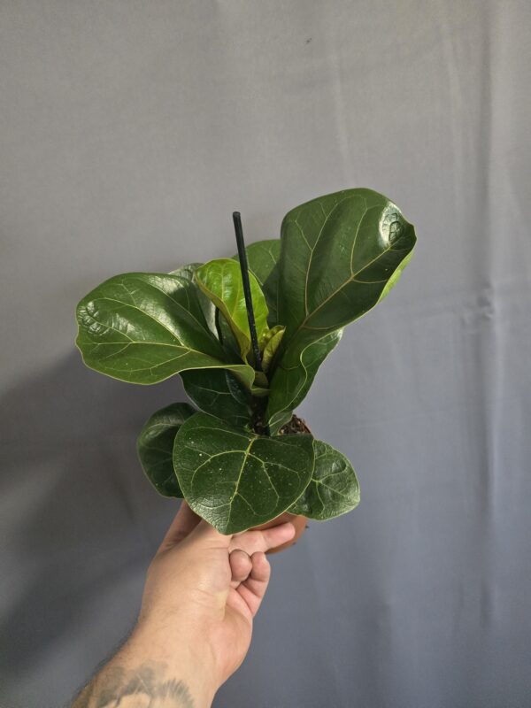 Ficus Lyrata - Lantlevelű fikusz ↑35cm ⊘12cm