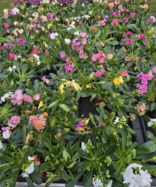 Lewisia - Dohánygyökér ↑20cm ⊘12cm