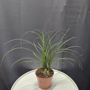 Nolina recurvata - Elefántláb ↑35cm ⊘12cm