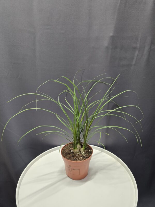 Nolina recurvata - Elefántláb ↑35cm ⊘12cm