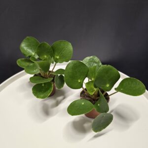 Pénzlevelű Pilea mini ↑10cm ⊘6cm